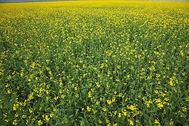 为什么IGN大多数游戏评测都是好评？官方发文解释原由